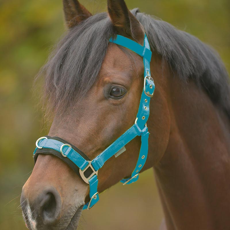 Light nylon cavesson training - 0936