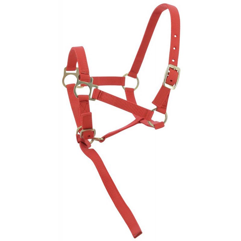 Adjustable halter for colt and foal complete with small rope - 0343