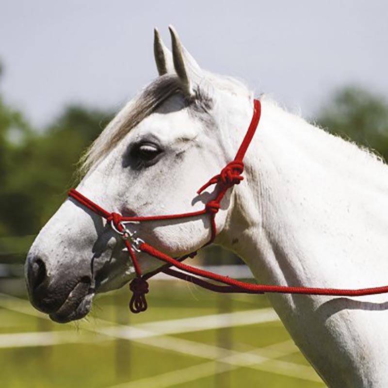 Rope halter complete with reins and carabiner - 0331