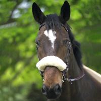 EQUITHEME SYNTHETIC NOSEBAND