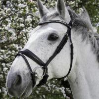 ENGLISH HEADSTALL EXCELSIOR mod. DIAMOND WITH RUBBER REINS