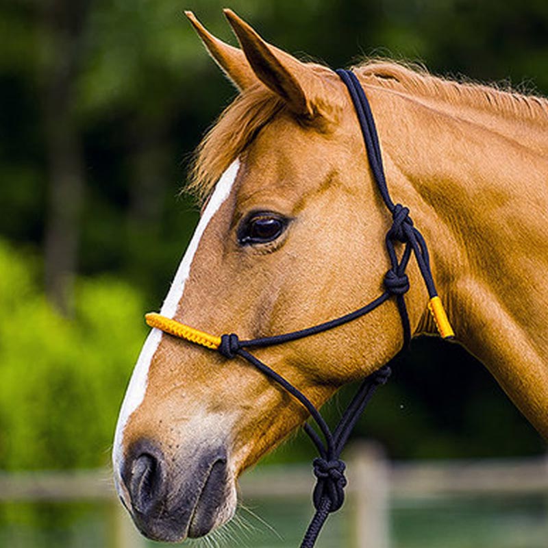 Color knots halter and rope for natural horsemanship