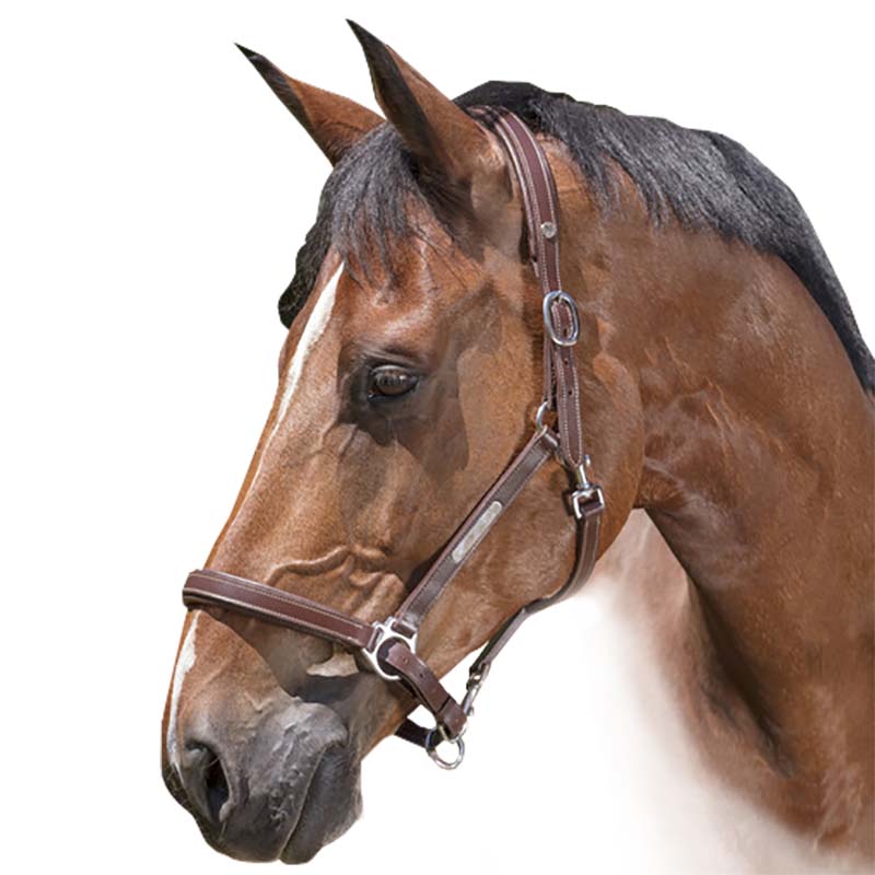 Adjustable leather halter norton pro grooming